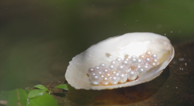 一顆珍珠是怎樣“種”出來的?